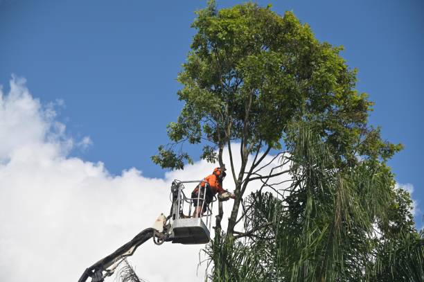 How Our Tree Care Process Works  in  Fairport Harbor, OH